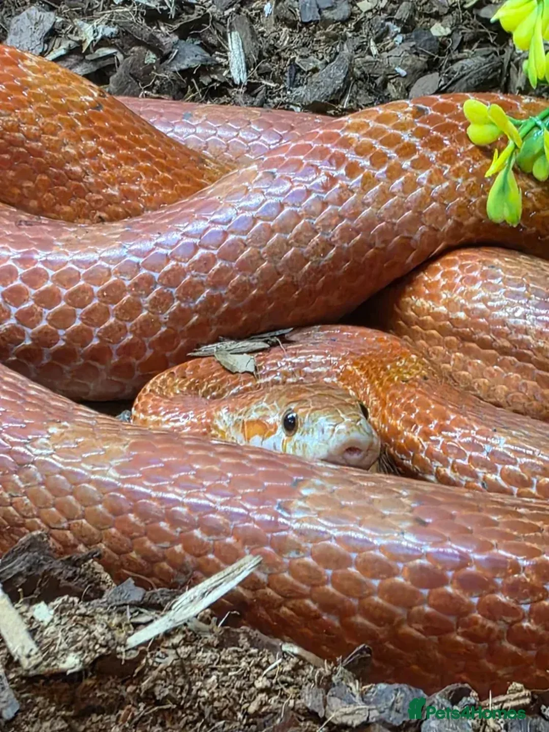Snake reptiles for sale: Beautiful Corn Snake with great temperement - Advert 2