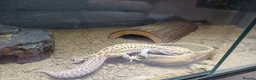 Leopard Gecko reptiles for sale: Leopard Gecko - Gizmo Morph + vivarium  - Advert 3