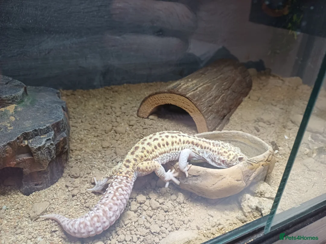 Leopard Gecko reptiles for sale: Leopard Gecko - Gizmo Morph + vivarium  - Advert 3