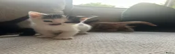Mixed Breed cats for sale: 3 beautiful fur babies - Advert 2