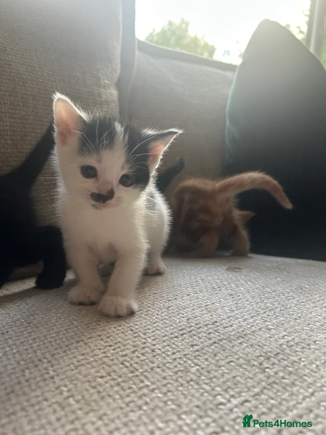 Mixed Breed cats for sale: 3 beautiful fur babies - Advert 2