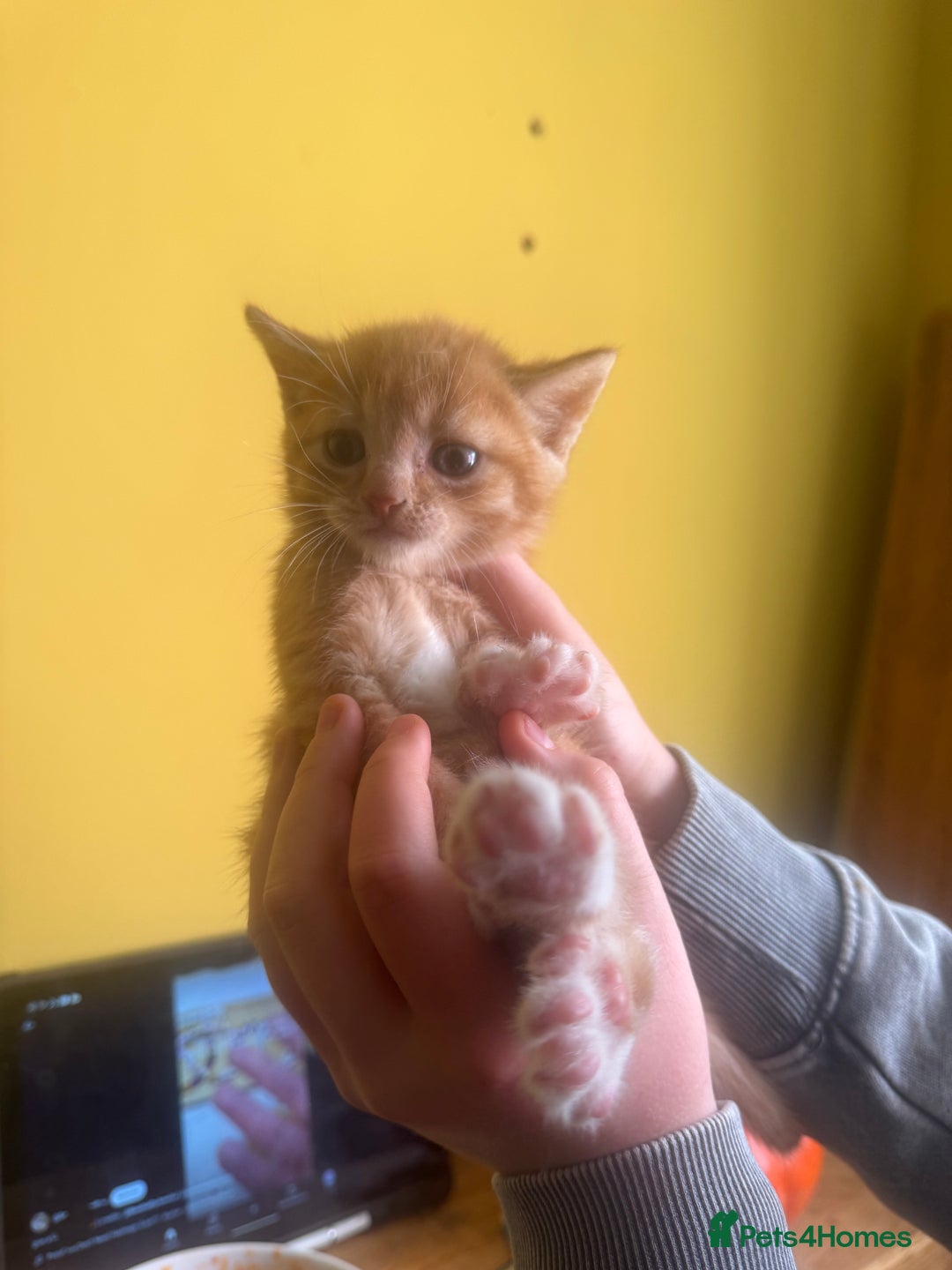Mixed Breed cats for sale: Stunning litter of 4 - Image 12
