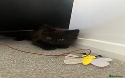 British Longhair cats for sale: 4 month old kitten for rehoming  - Image 7
