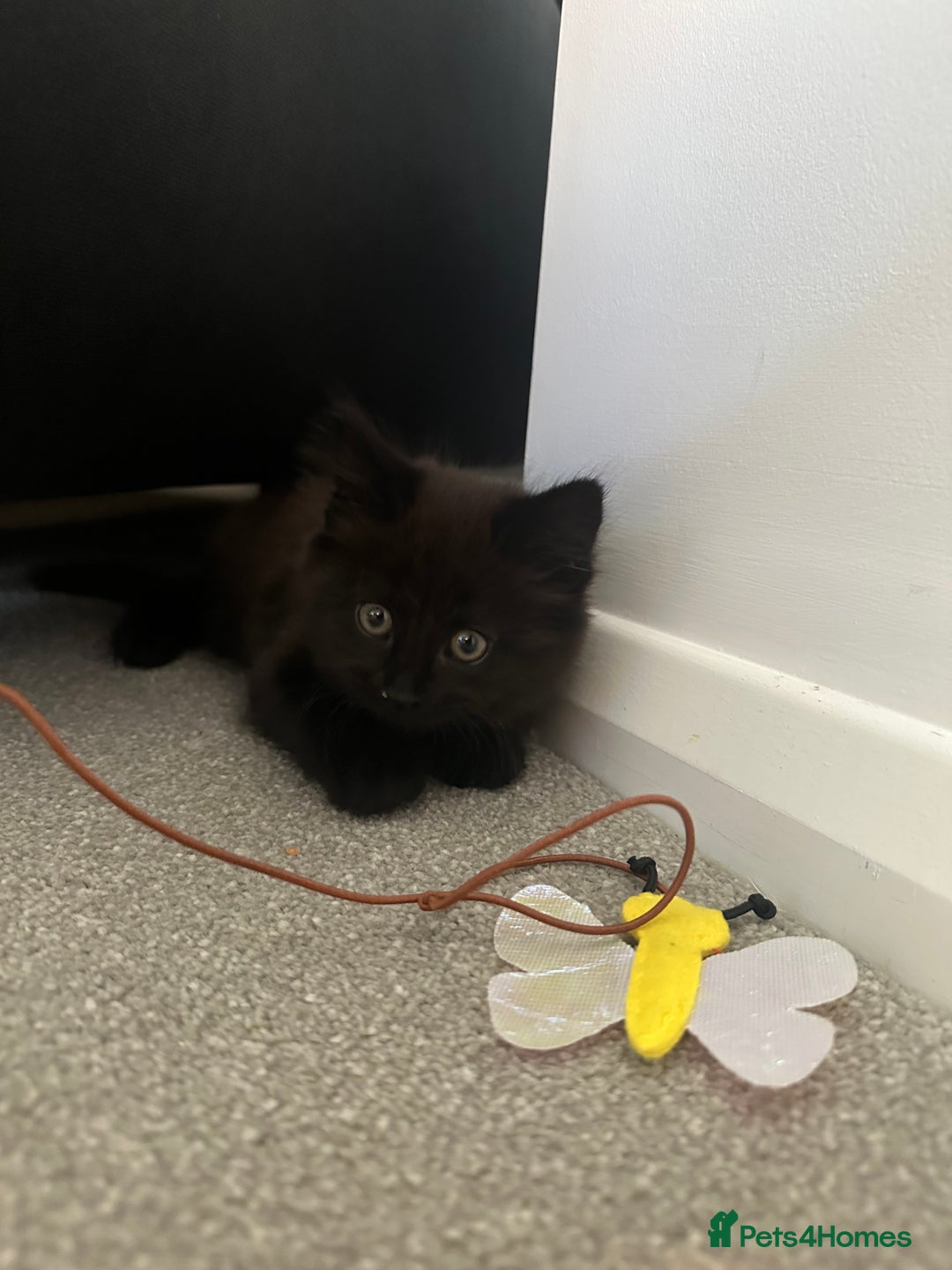 British Longhair cats for sale: 4 month old kitten for rehoming  - Image 7