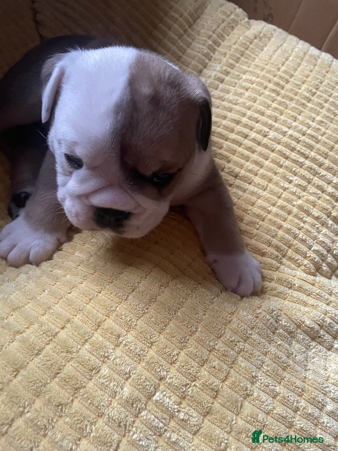 English Bulldog dogs for sale: 4 KC English Bulldog Puppies  - Image 13