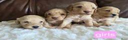 Cockapoo dogs for sale: DNA Health Tested Cockapoos Apricot/Golden - Advert 15
