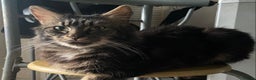 Maine Coon cats for sale: Maine Coon 2 year old male - Advert 1