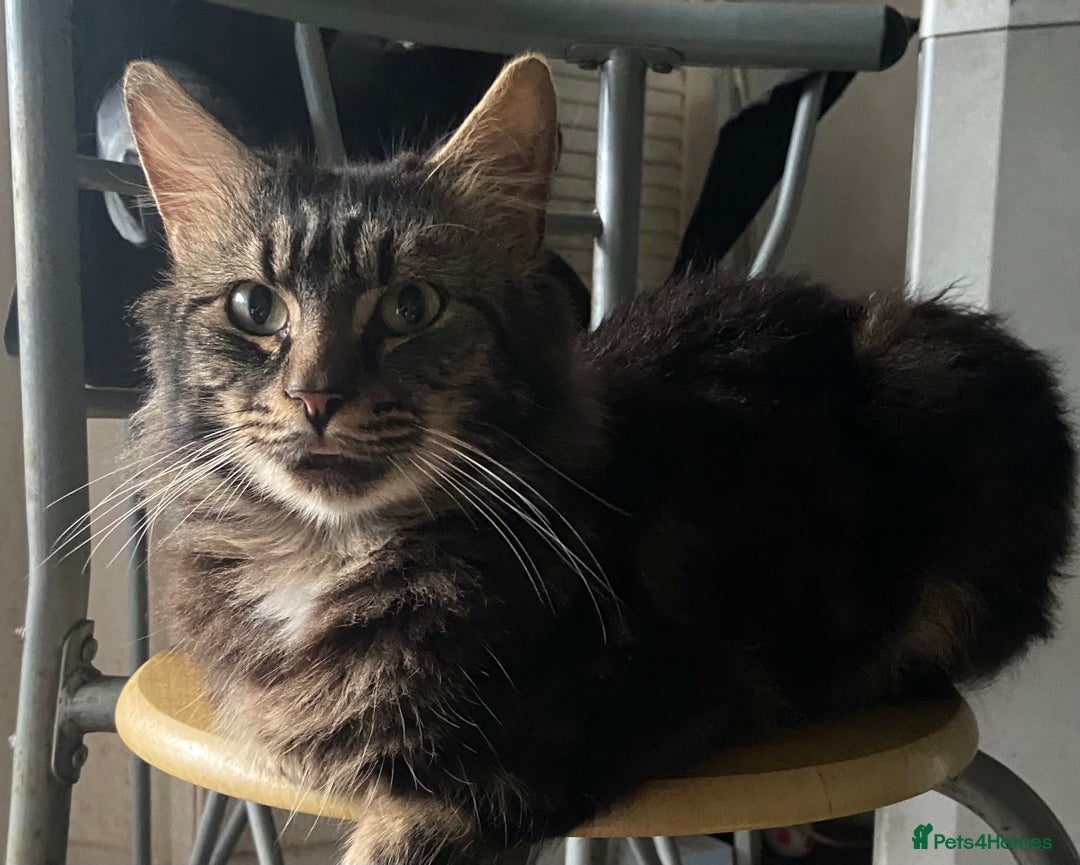 Maine Coon cats for sale: Maine Coon 2 year old male - Advert 1