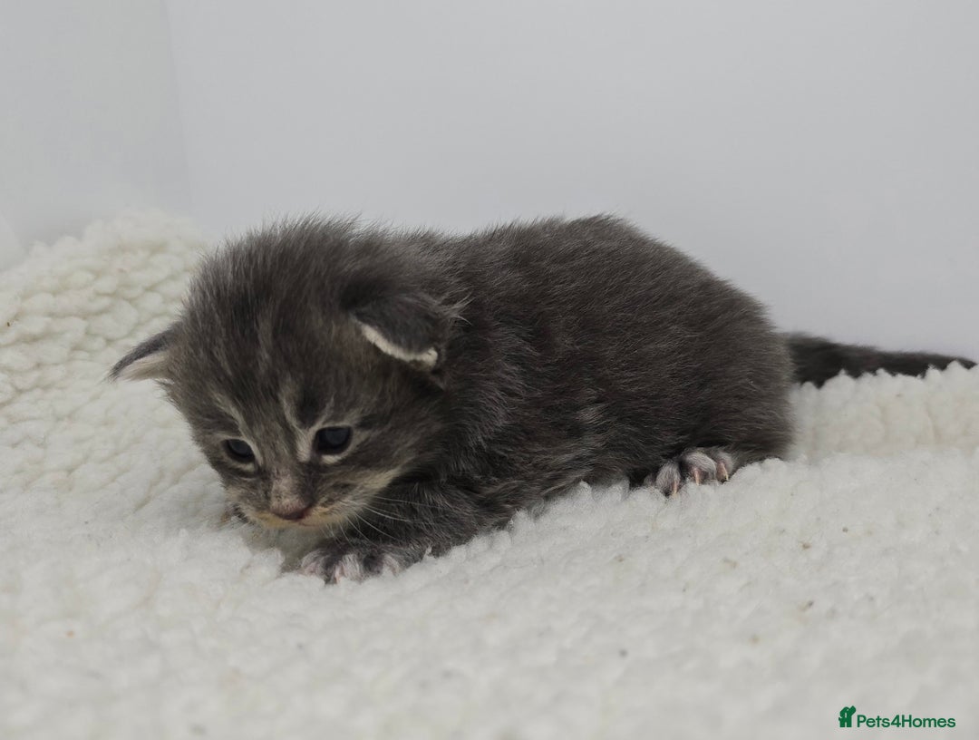 Maine Coon cats for sale: Maine Coon Kittens LARGE Blue/Black Tortie/Tabby - Advert 15