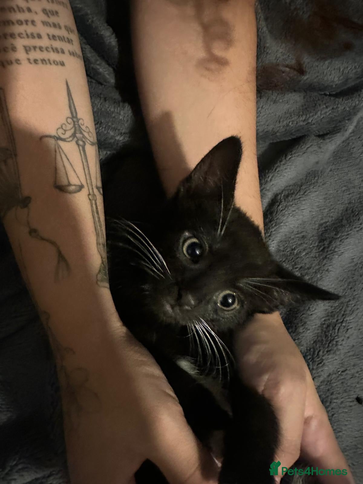 Mixed Breed cats Cute Kittens for sale  - Advert 9