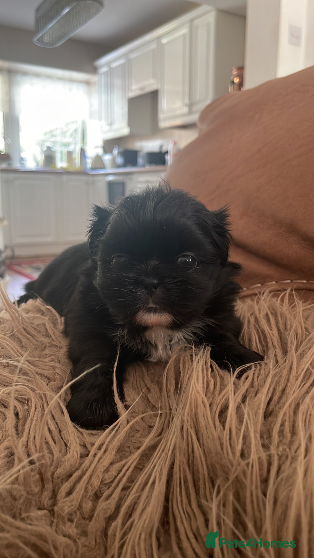 Pekingese dogs for sale: Pekingese puppy (3 girls and 3 boys left) - Image 18