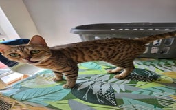 Bengal cats for sale: Half bengal female cat - Image 3