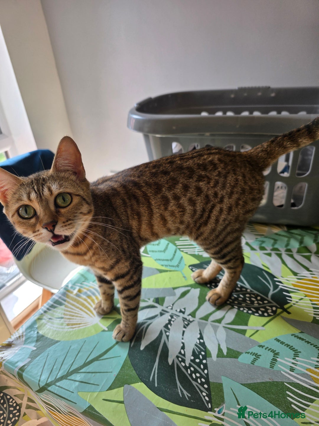 Bengal cats for sale: Half bengal female cat - Image 3