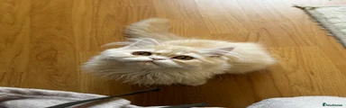 Persian 3