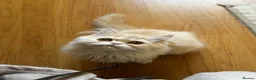 Persian cats for sale: Vaccinated 4 Beautiful Persian Chinchilla Kittens  - Advert 26