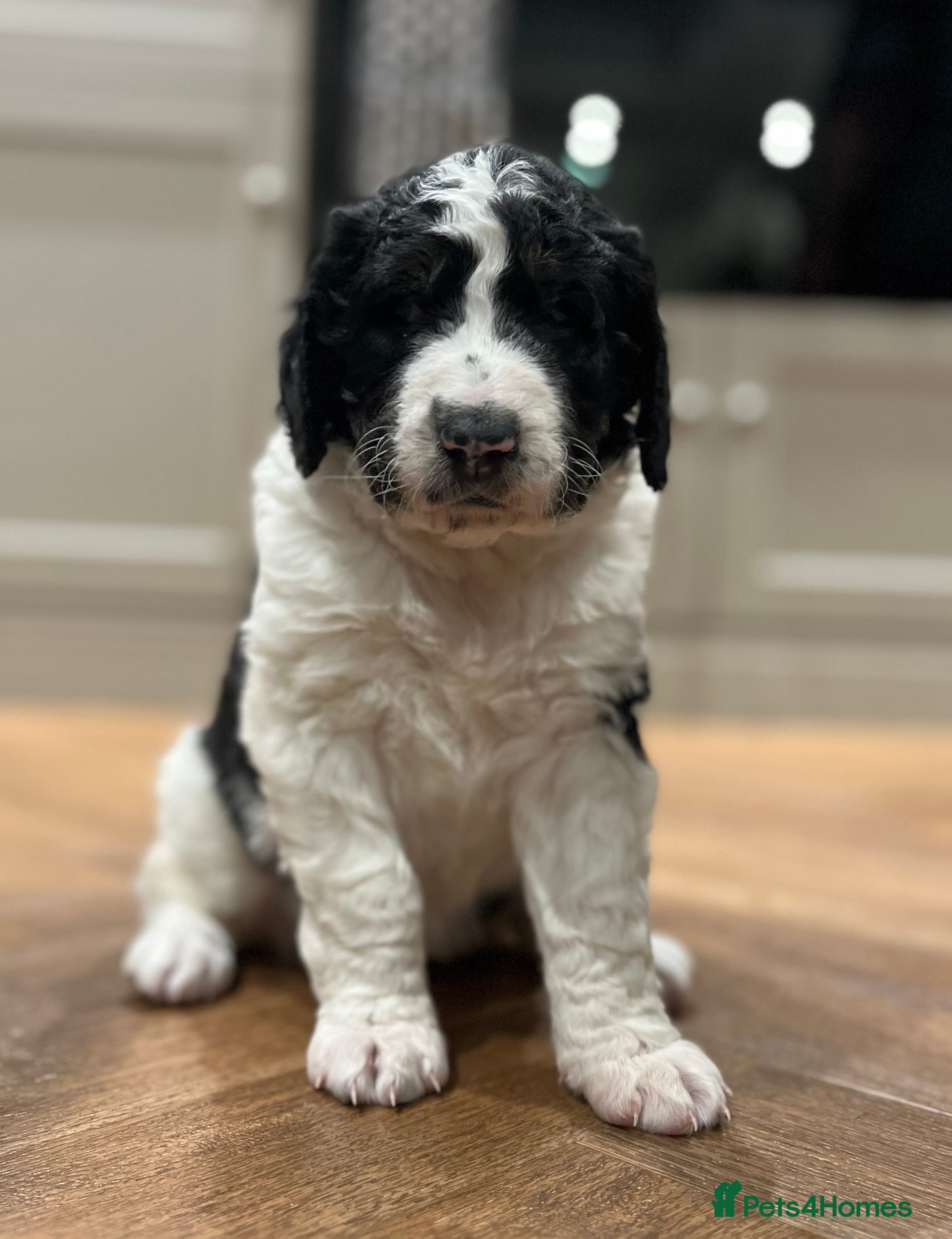 Bernedoodle dogs Beautiful F2 Bernedoodle Pups - Advert 1