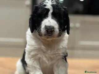 Bernedoodle dogs Beautiful F2 Bernedoodle Pups - Advert 1