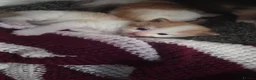 Mixed Breed cats for sale: Ragdoll x calico  - Advert 7