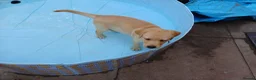 Labrador Retriever dogs for sale: *YELLOW GIRL READY TO GO*  - Advert 5