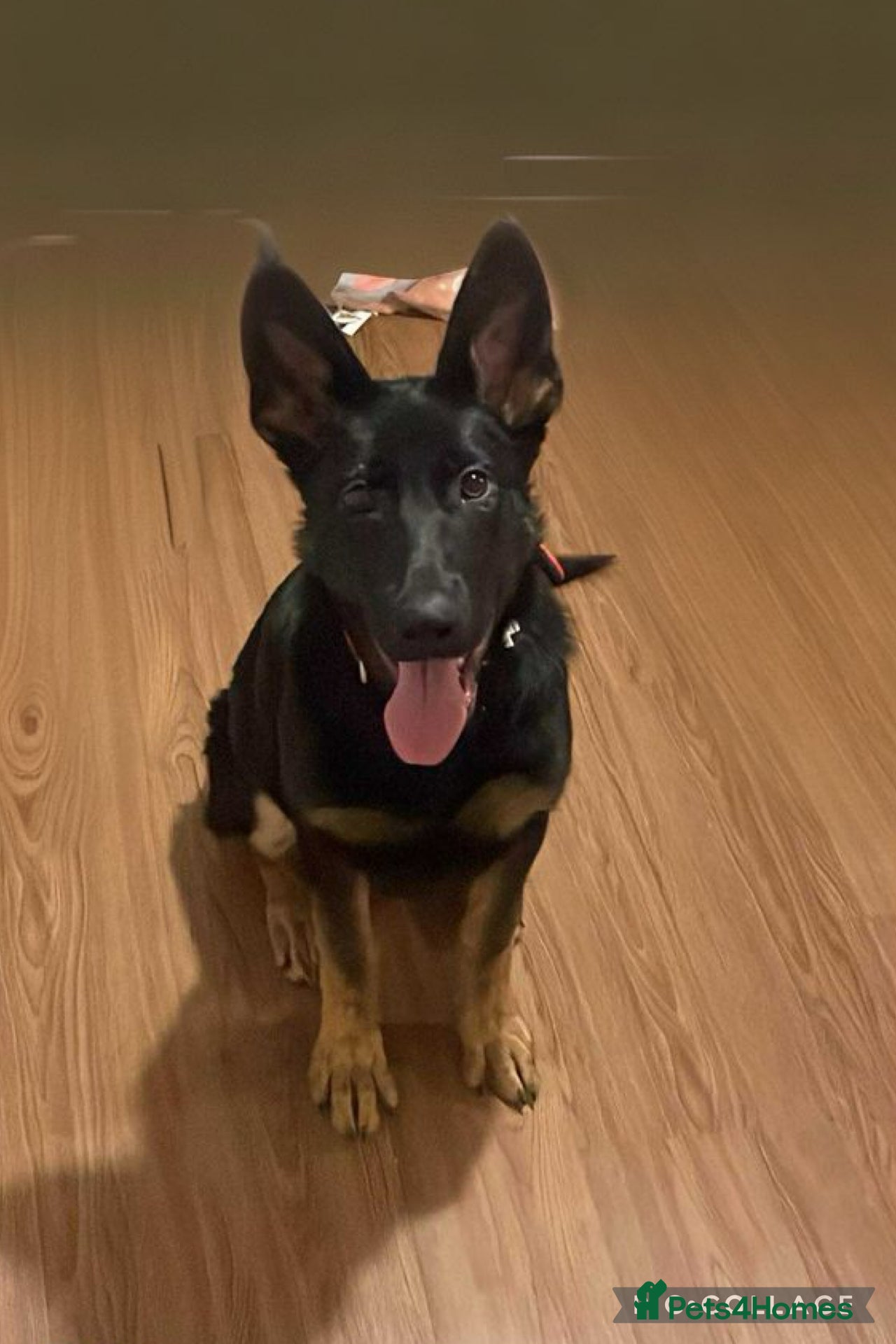 German Shepherd dogs 5 month old female  - Advert 1