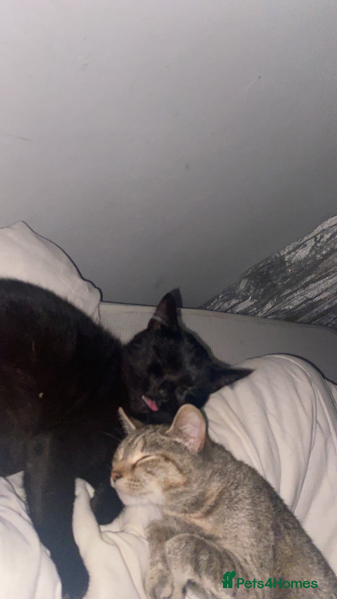 Mixed Breed cats Kittens for sale - Advert 1