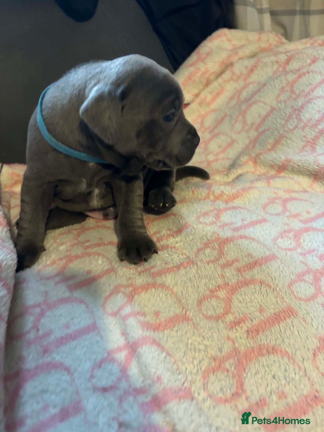 Staffordshire Bull Terrier dogs for sale: Two male four female - Advert 12