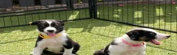 Border Collie dogs for sale: Border collie puppies  - Advert 5
