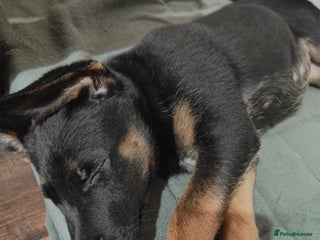 Belgian Shepherd Dog dogs for sale - Advert 1