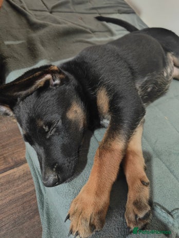 Belgian Shepherd Dog dogs - Advert 1