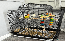 Lovebirds birds for sale: LOVE BIRDS FOR SALE  - Advert 4