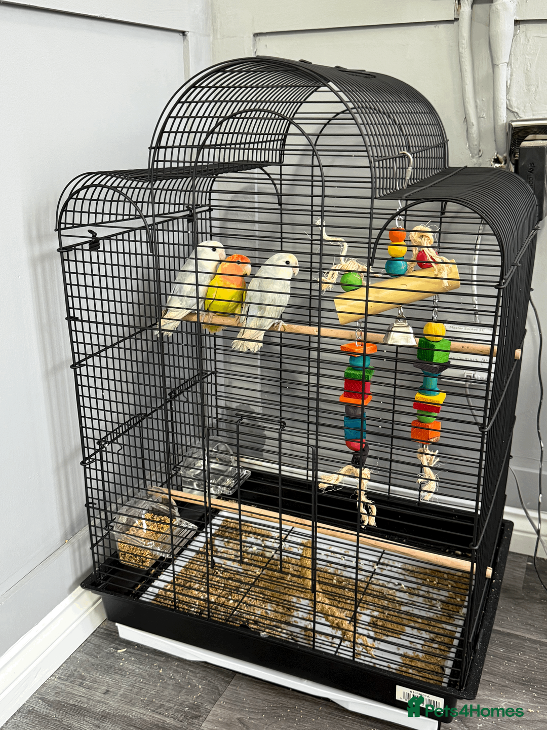 Lovebirds birds for sale: LOVE BIRDS FOR SALE  - Advert 4