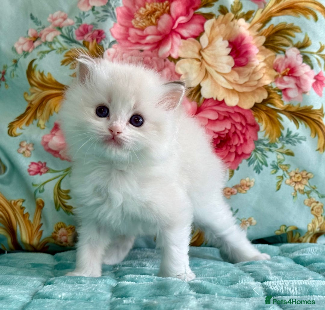 Ragdoll cats for sale: 1 boy 3 girls  - Image 13