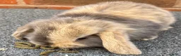 Mini Lop rabbits for sale: STUNNING PURE BREED MINI LOPS AMAZING COLOURS - Advert 14