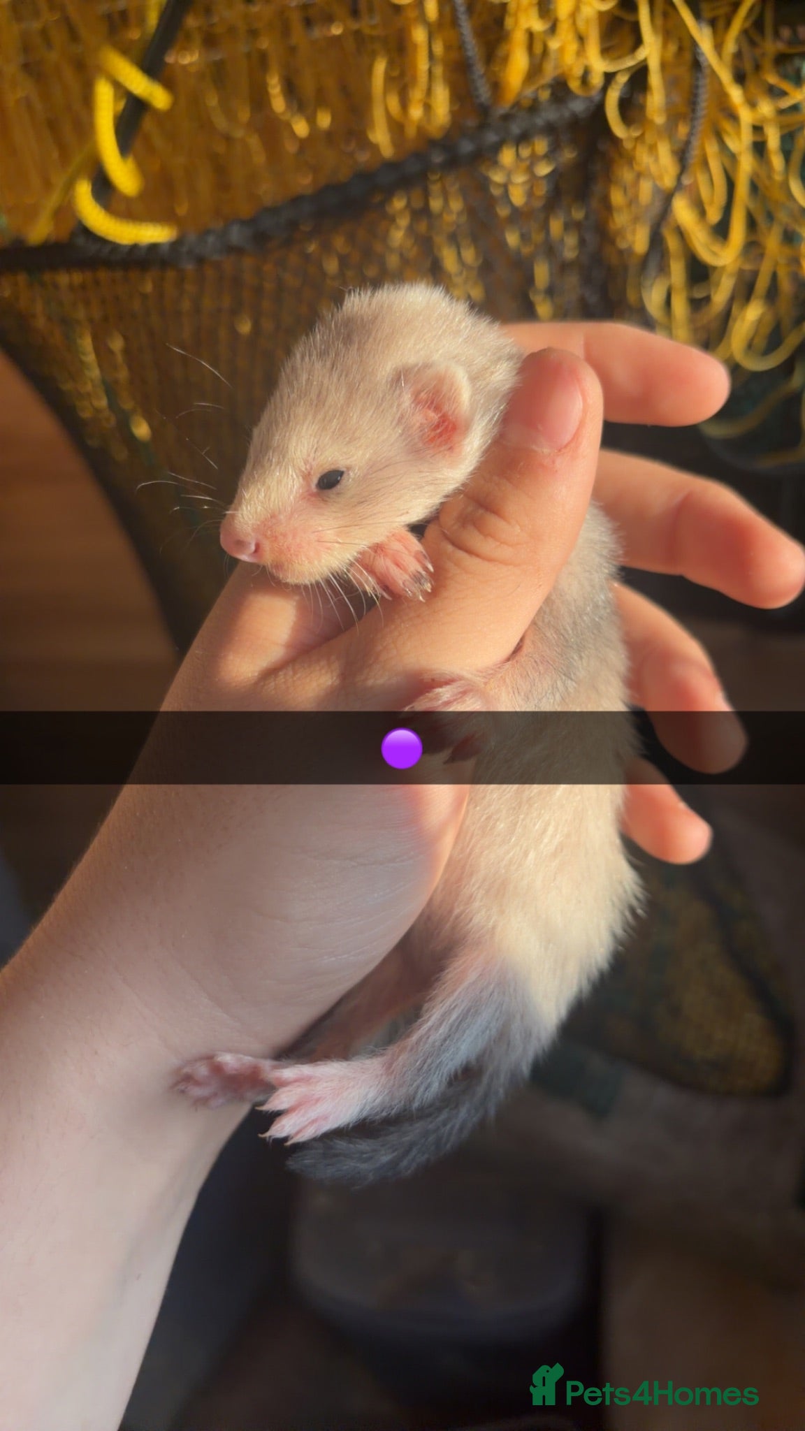 Ferret rodents Silver Jill’s one albino hob  - Advert 3