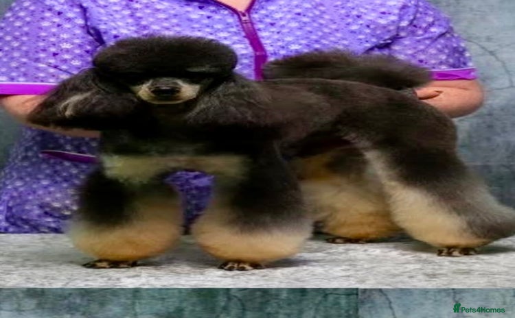 Miniature Poodle dogs - Advert 13