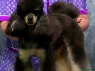 Miniature Poodle dogs for stud - Advert 1