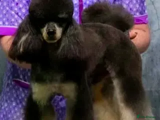 Miniature Poodle dogs Ozzie for stud only - Advert 3