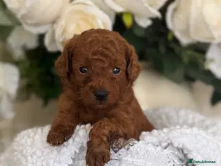 Toy Poodle dogs Toy Poodle - Advert 1