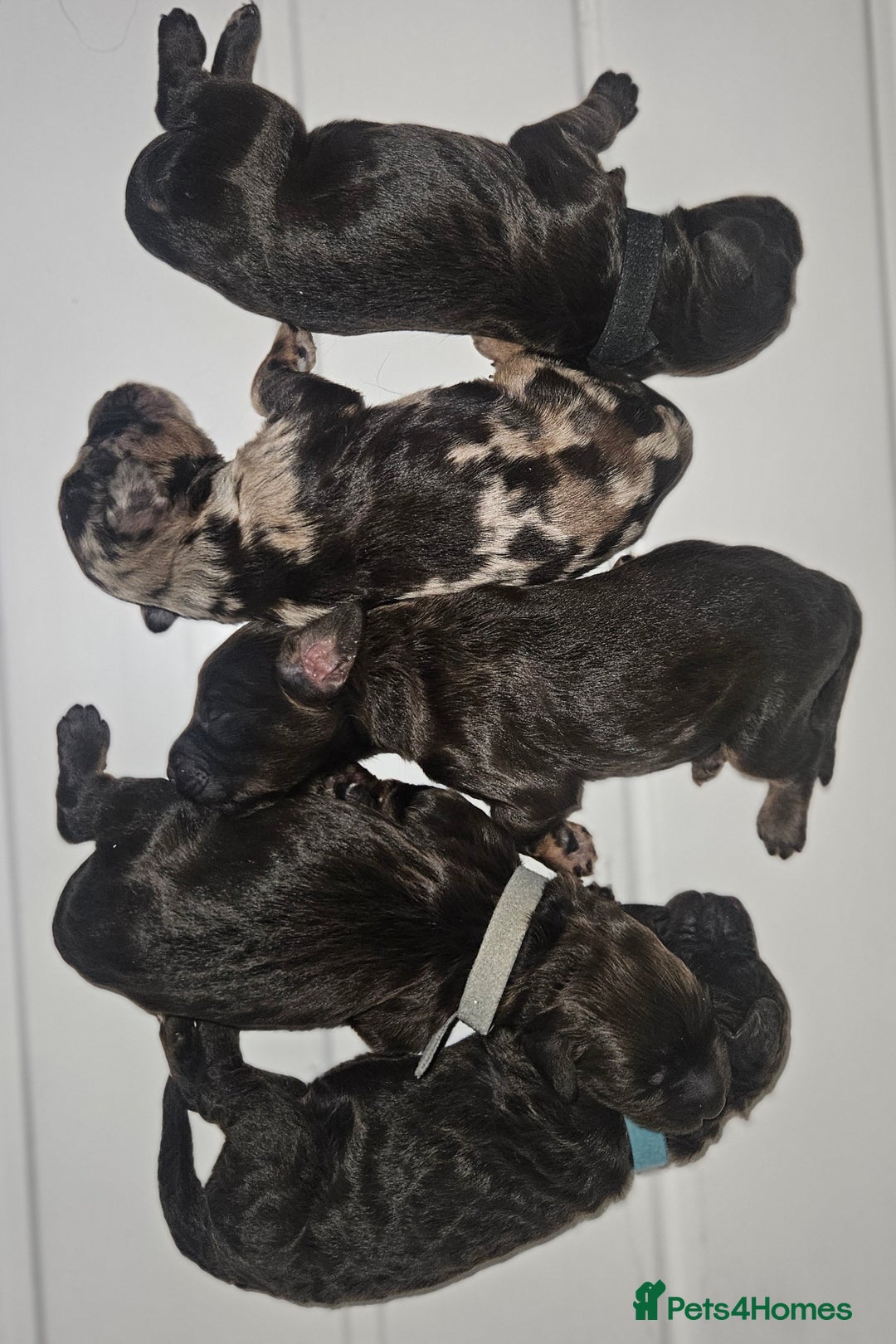 Cockapoo dogs for sale: F1b chocolate/Chocolate and Tan Cockapoo's  - Advert 9