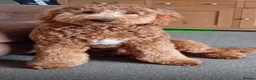 Australian Labradoodle dogs for sale: Beautiful, Heath Tested Australian Labradoodles - Advert 11