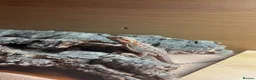 Bearded Dragon reptiles for sale: Baby bearded dragon  - Advert 3