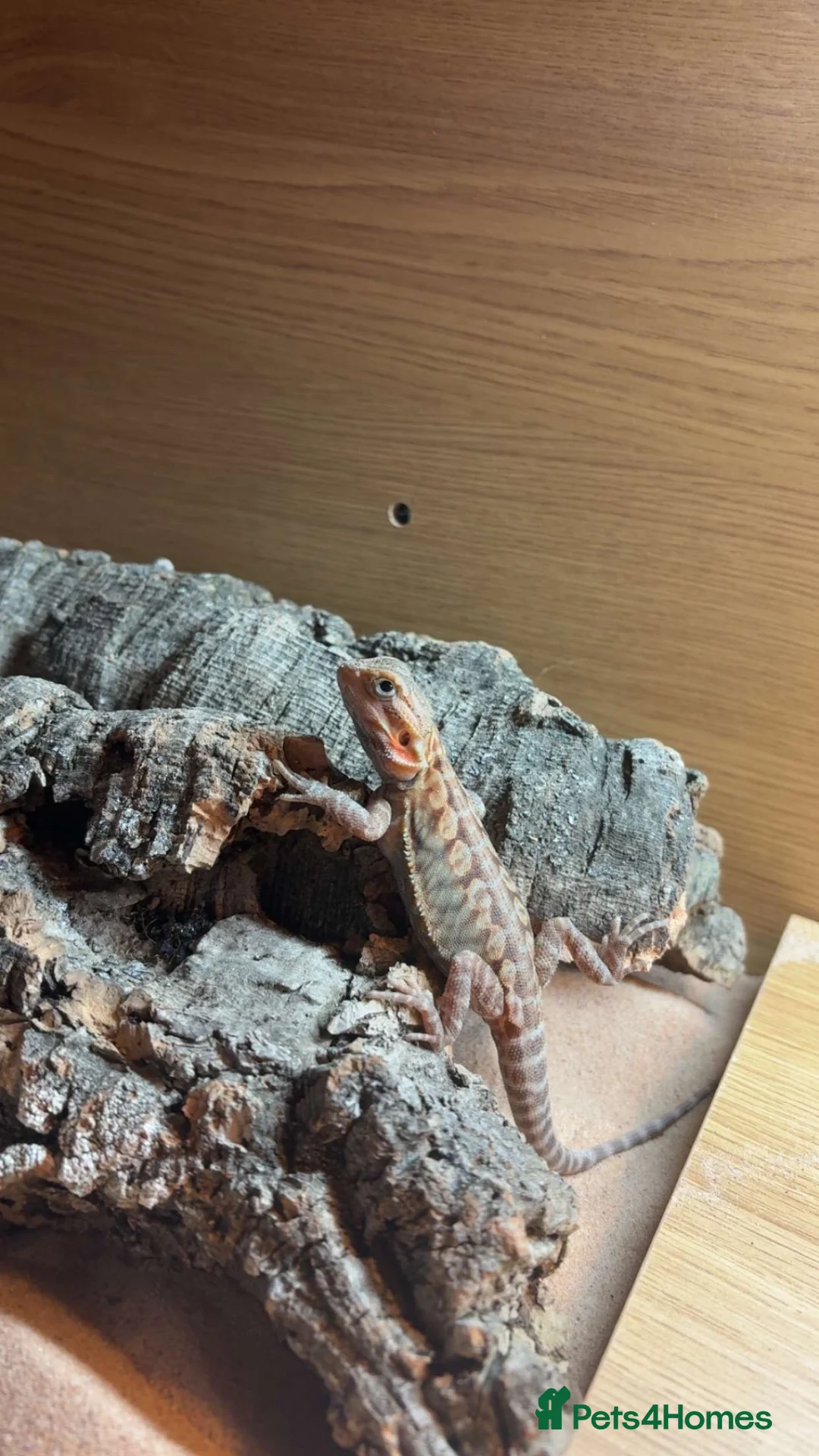 Bearded Dragon reptiles for sale: Baby bearded dragon  - Advert 3