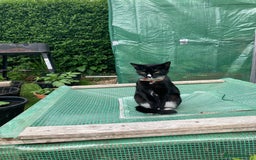 Mixed Breed cats for sale: 6 loving kittens looking for a new home. - Image 9