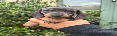 Miniature Dachshund Puppy 2