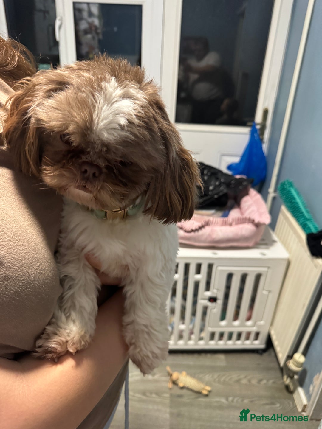 Mixed Breed dogs for sale: Lovely girl Elsie looking for home - Advert 5