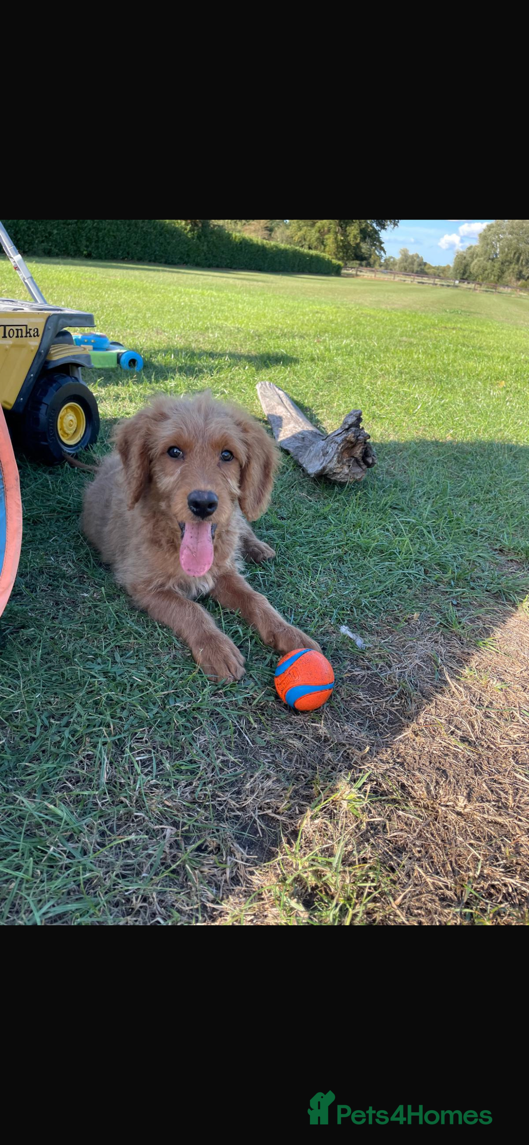 Mini Goldendoodle dogs for sale: F1 Goldendoodle puppies  - Image 7