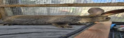 Continental Giant rabbits for sale: Baby giants  - Advert 3