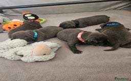 Staffordshire Bull Terrier dogs for sale: Staffordshire BullTerrier blue 💙  - Image 2