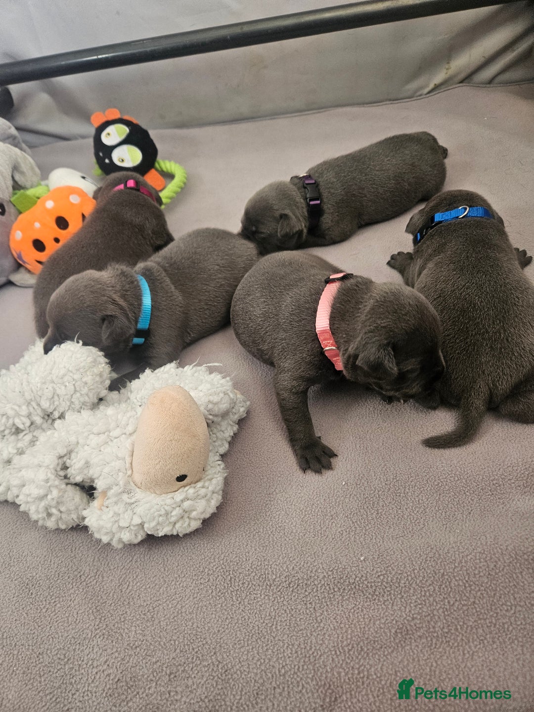 Staffordshire Bull Terrier dogs for sale: Staffordshire BullTerrier blue 💙  - Image 2