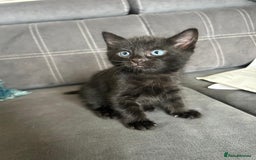 Bengal cats for sale: Bengal cross kittens  - Image 8